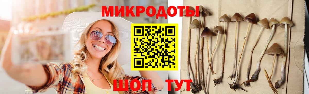 Галлюциногенные грибы Psilocybine cubensis Лысьва